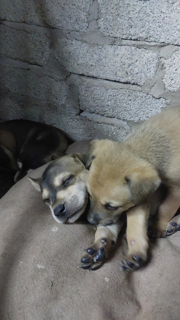 Batman, Brownie, Cookie, Soya - Mixed Breed Dog