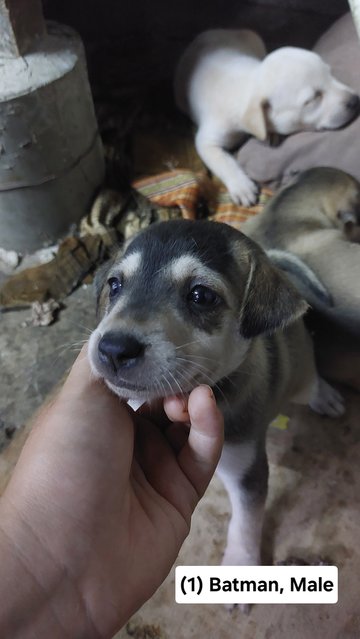 Batman, Brownie, Cookie, Soya - Mixed Breed Dog