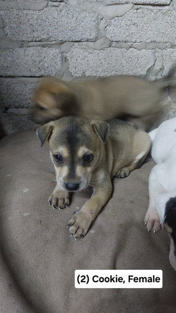 Batman, Brownie, Cookie, Soya - Mixed Breed Dog