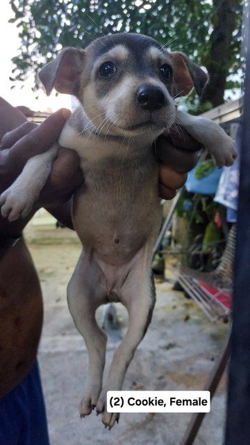 Batman, Brownie, Cookie, Soya - Mixed Breed Dog