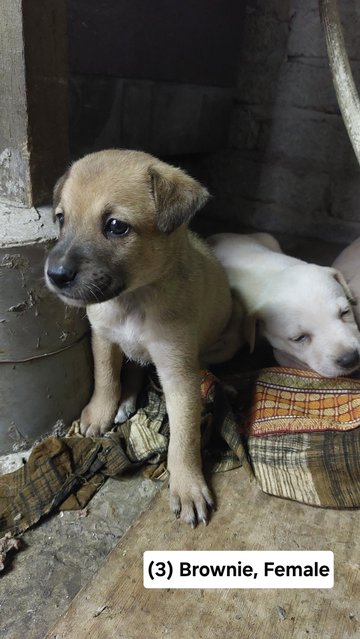 Batman, Brownie, Cookie, Soya - Mixed Breed Dog