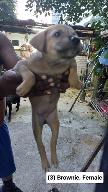 Batman, Brownie, Cookie, Soya - Mixed Breed Dog