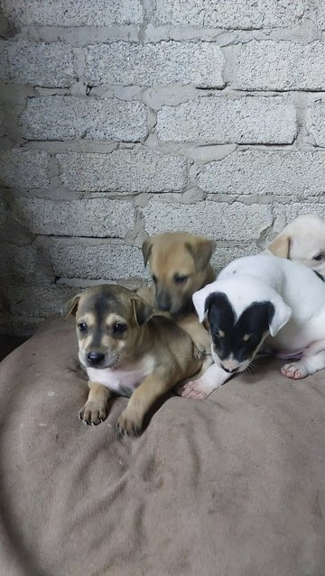 Batman, Brownie, Cookie, Soya - Mixed Breed Dog