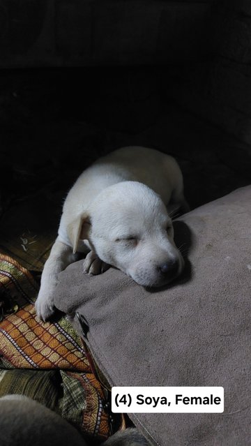 Batman, Brownie, Cookie, Soya - Mixed Breed Dog