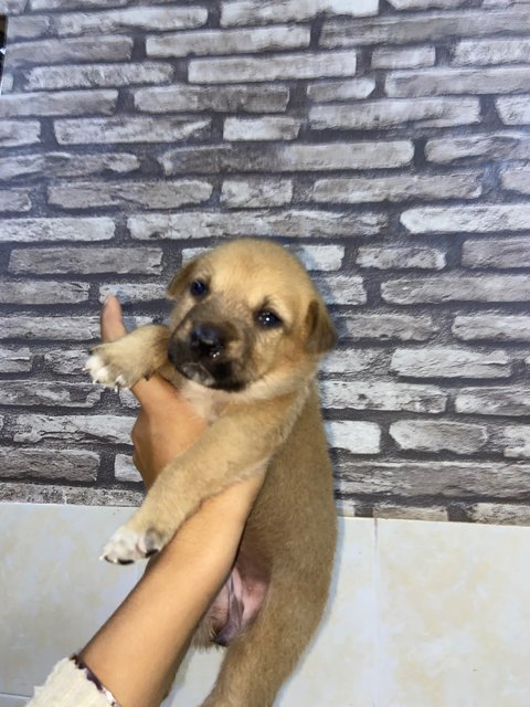 Chocolate Chip - Mixed Breed Dog