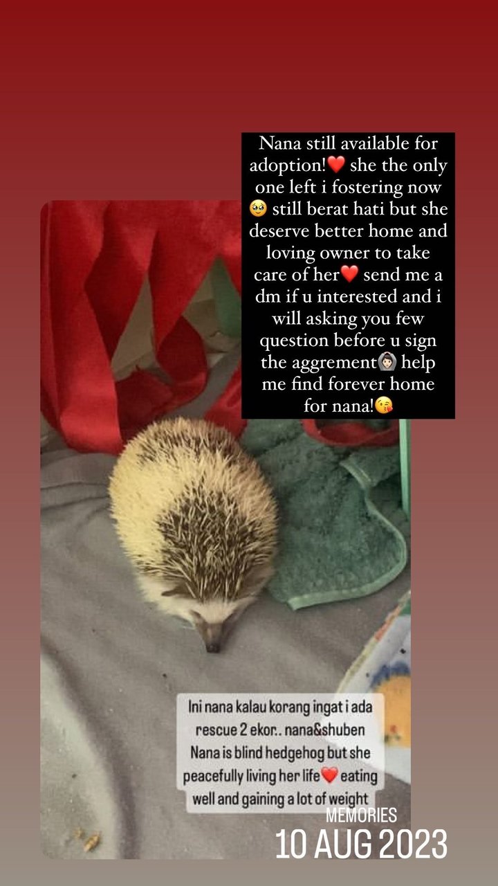 Nana - Hedgehog Small & Furry