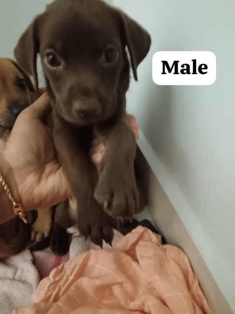 3 Male 1 Female Puppies For Adoption - Mixed Breed Dog