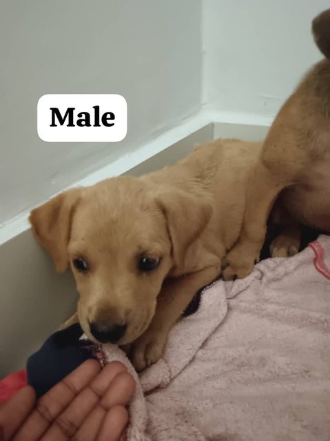 3 Male 1 Female Puppies For Adoption - Mixed Breed Dog