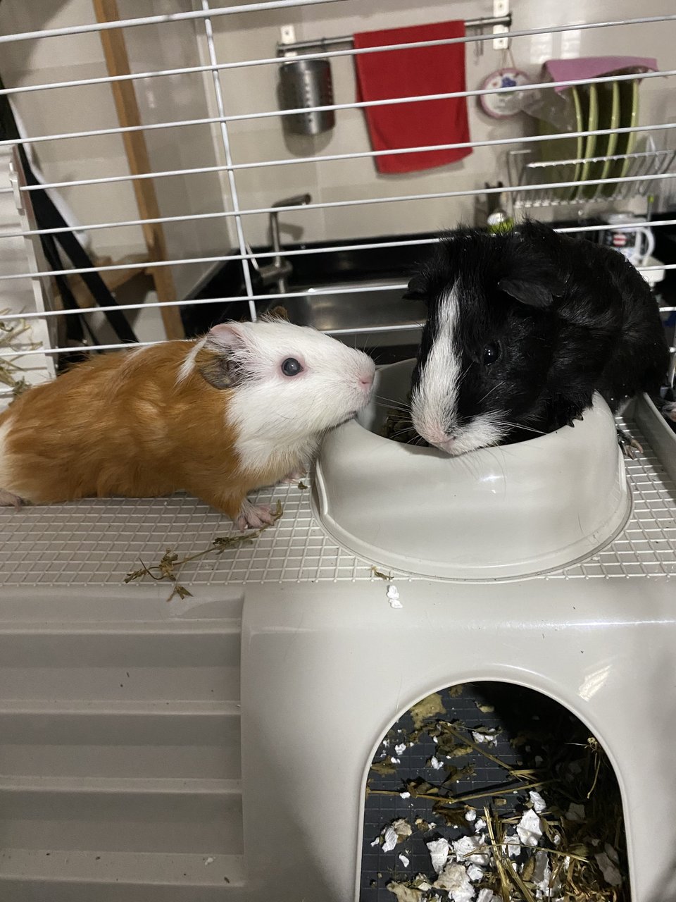 2 Guinea Pigs Including Large Cage  - Guinea Pig Small & Furry