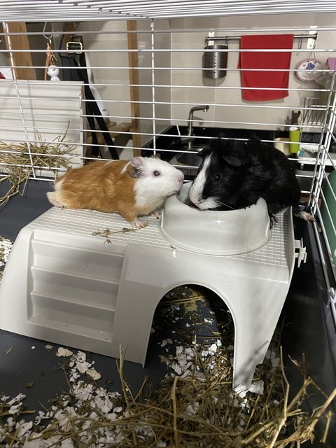 2 Guinea Pigs Including Large Cage  - Guinea Pig Small & Furry