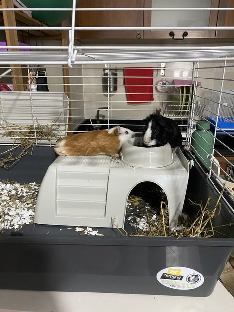 2 Guinea Pigs Including Large Cage  - Guinea Pig Small & Furry