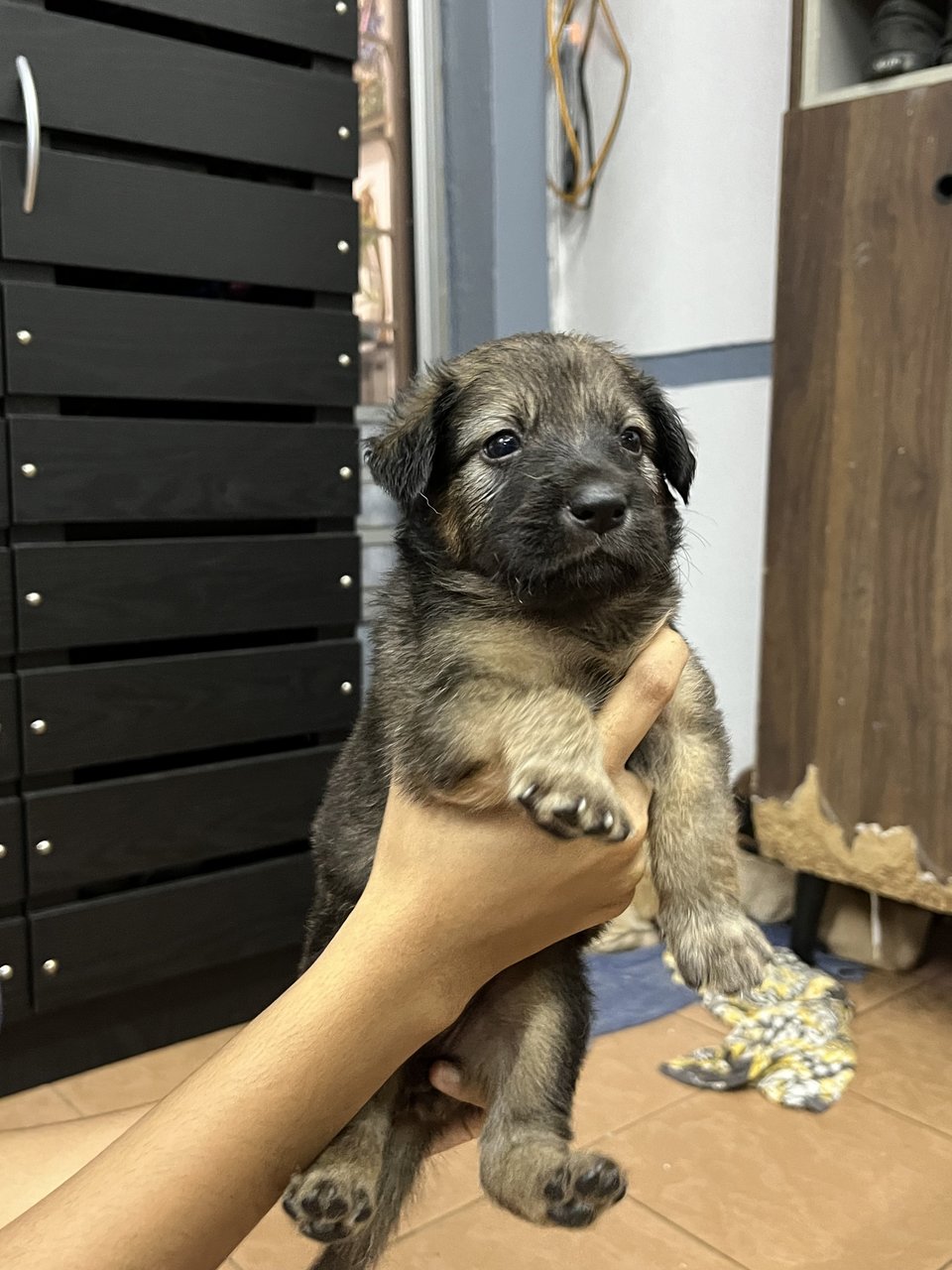 Puppies For Adoption - Mixed Breed Dog