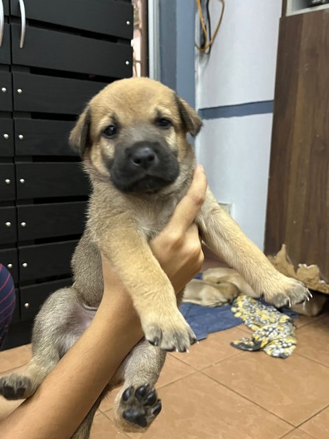 Puppies For Adoption - Mixed Breed Dog