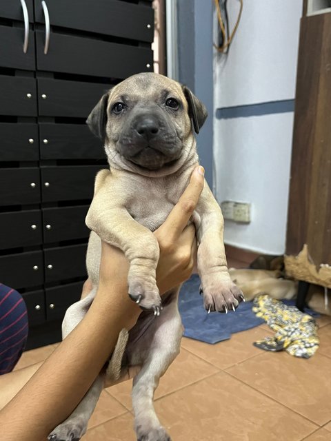 Puppies For Adoption - Mixed Breed Dog