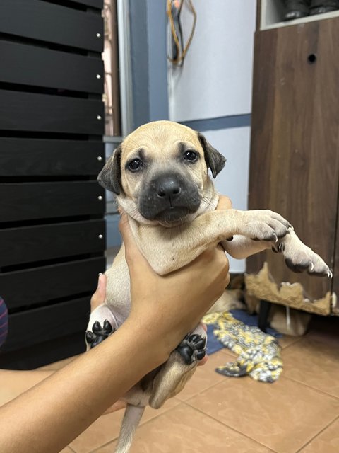 Puppies For Adoption - Mixed Breed Dog