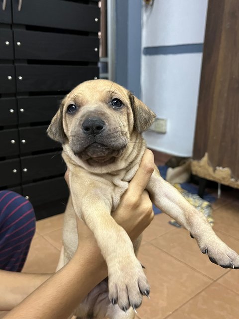 Puppies For Adoption - Mixed Breed Dog