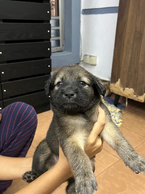 Puppies For Adoption - Mixed Breed Dog