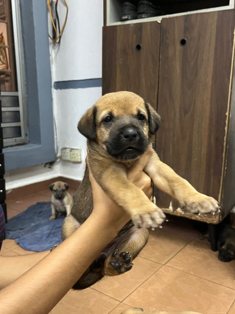 Puppies For Adoption - Mixed Breed Dog