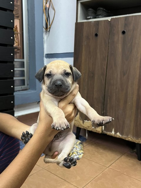 Puppies For Adoption - Mixed Breed Dog