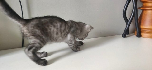 Cloudia - Female  @ 2 months
