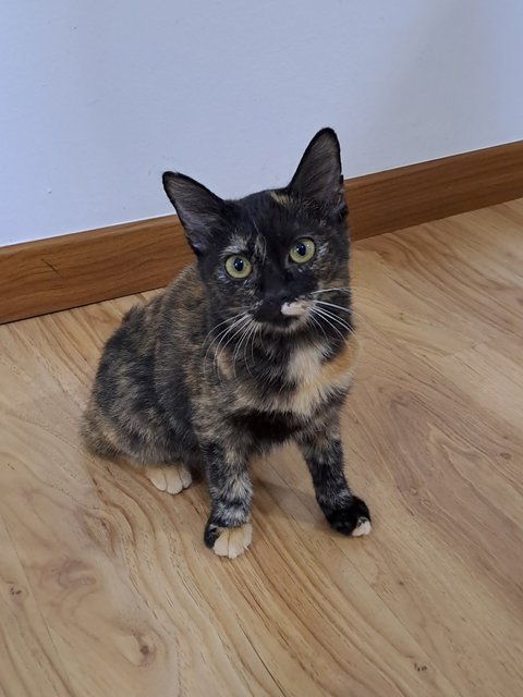 Rosemary  - Domestic Short Hair Cat