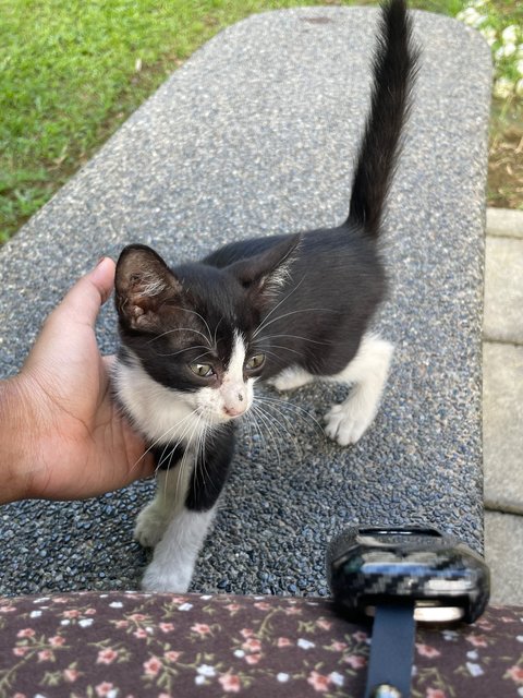 Lulu - Domestic Medium Hair Cat