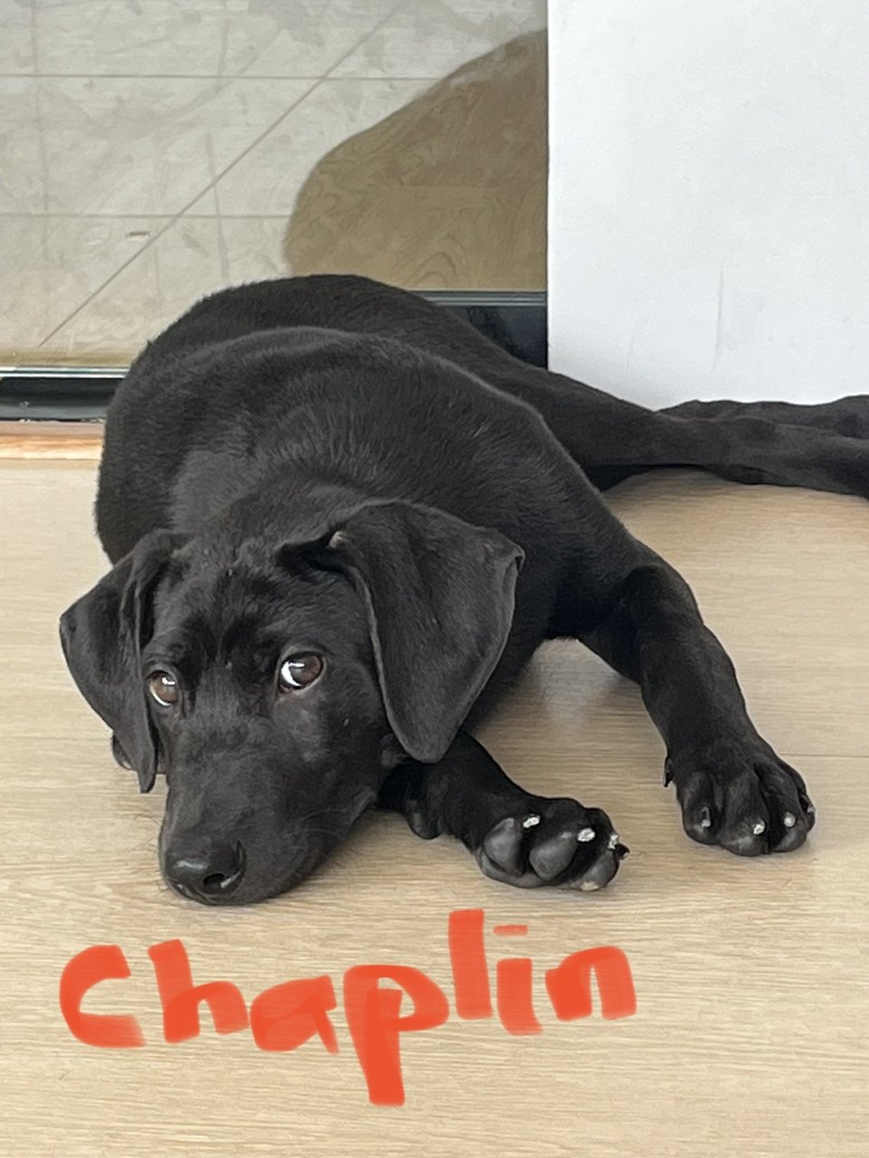 Charlie &amp; Chaplin  - Labrador Retriever Dog