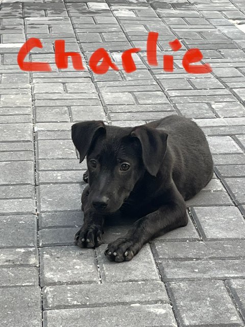 Charlie &amp; Chaplin  - Labrador Retriever Dog