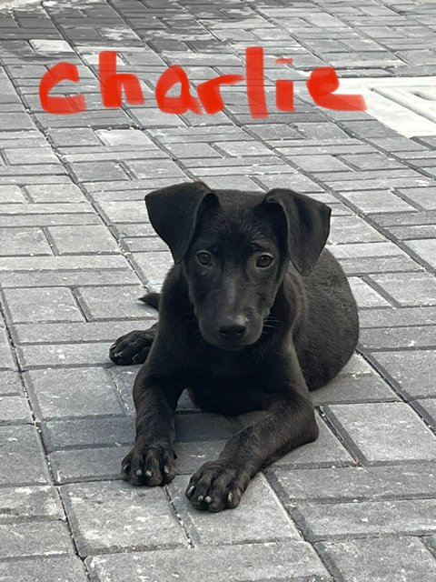 Charlie &amp; Chaplin  - Labrador Retriever Dog