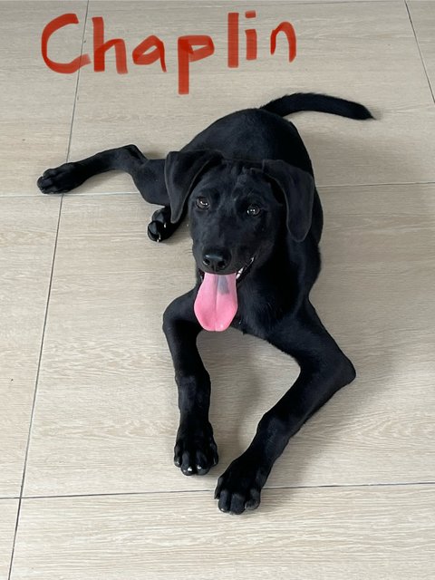 Charlie &amp; Chaplin  - Labrador Retriever Dog