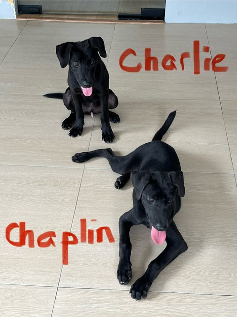 Charlie &amp; Chaplin  - Labrador Retriever Dog