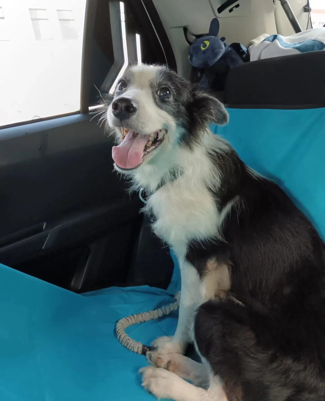 Bc - Border Collie Dog