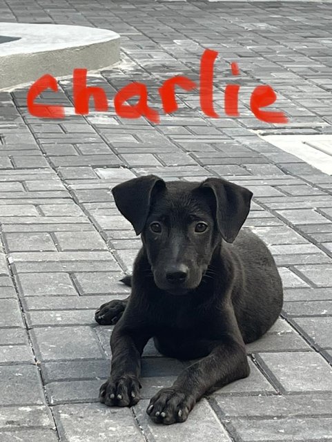 Charlie - Labrador Retriever Dog