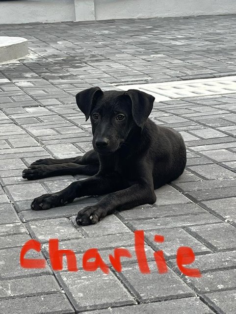 Charlie - Labrador Retriever Dog