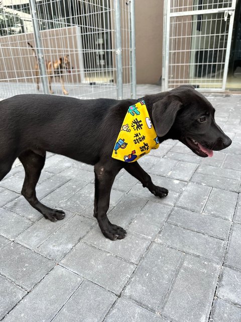 Charlie - Labrador Retriever Dog