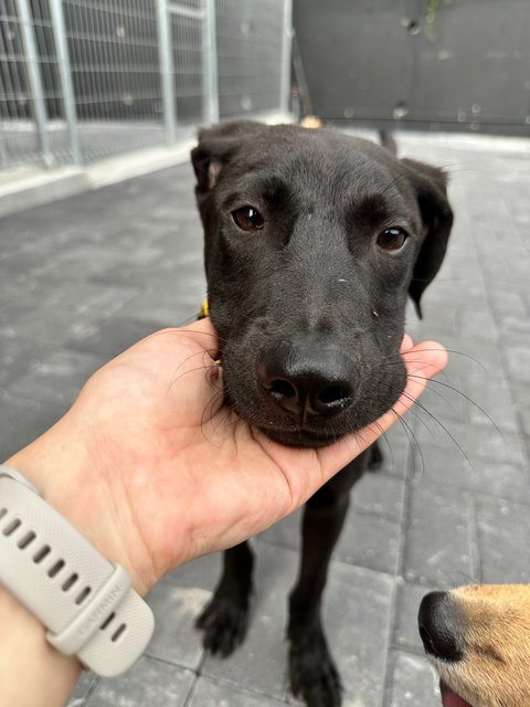 Charlie - Labrador Retriever Dog