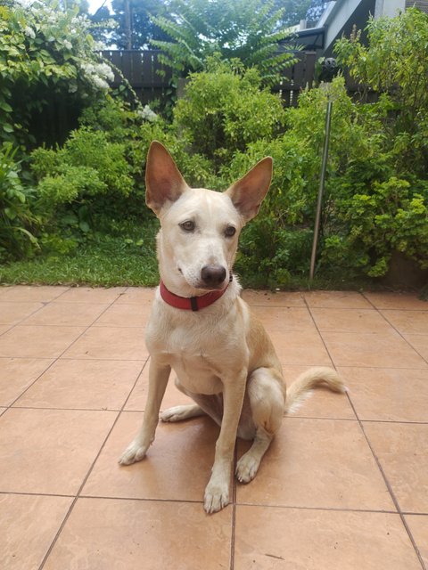 Jessy  - Mixed Breed Dog