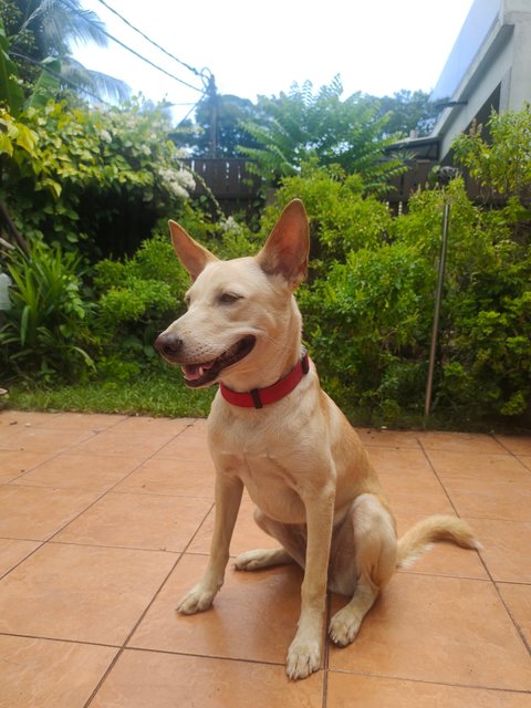 Jessy  - Mixed Breed Dog