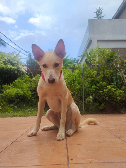 Jessy  - Mixed Breed Dog