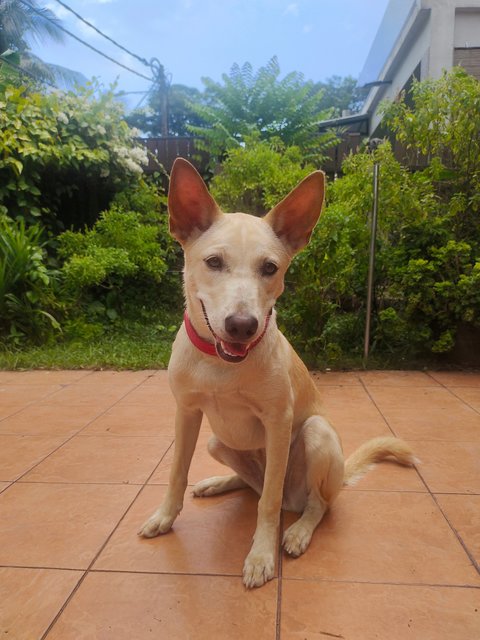 Jessy  - Mixed Breed Dog