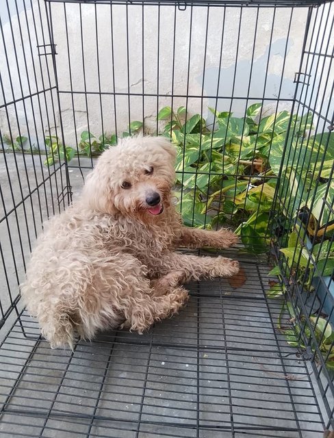 A Poodle Looking For Home - Poodle Dog