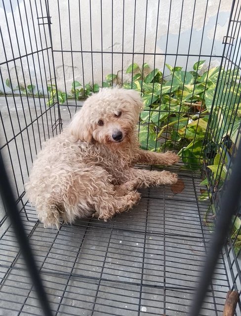 A Poodle Looking For Home - Poodle Dog