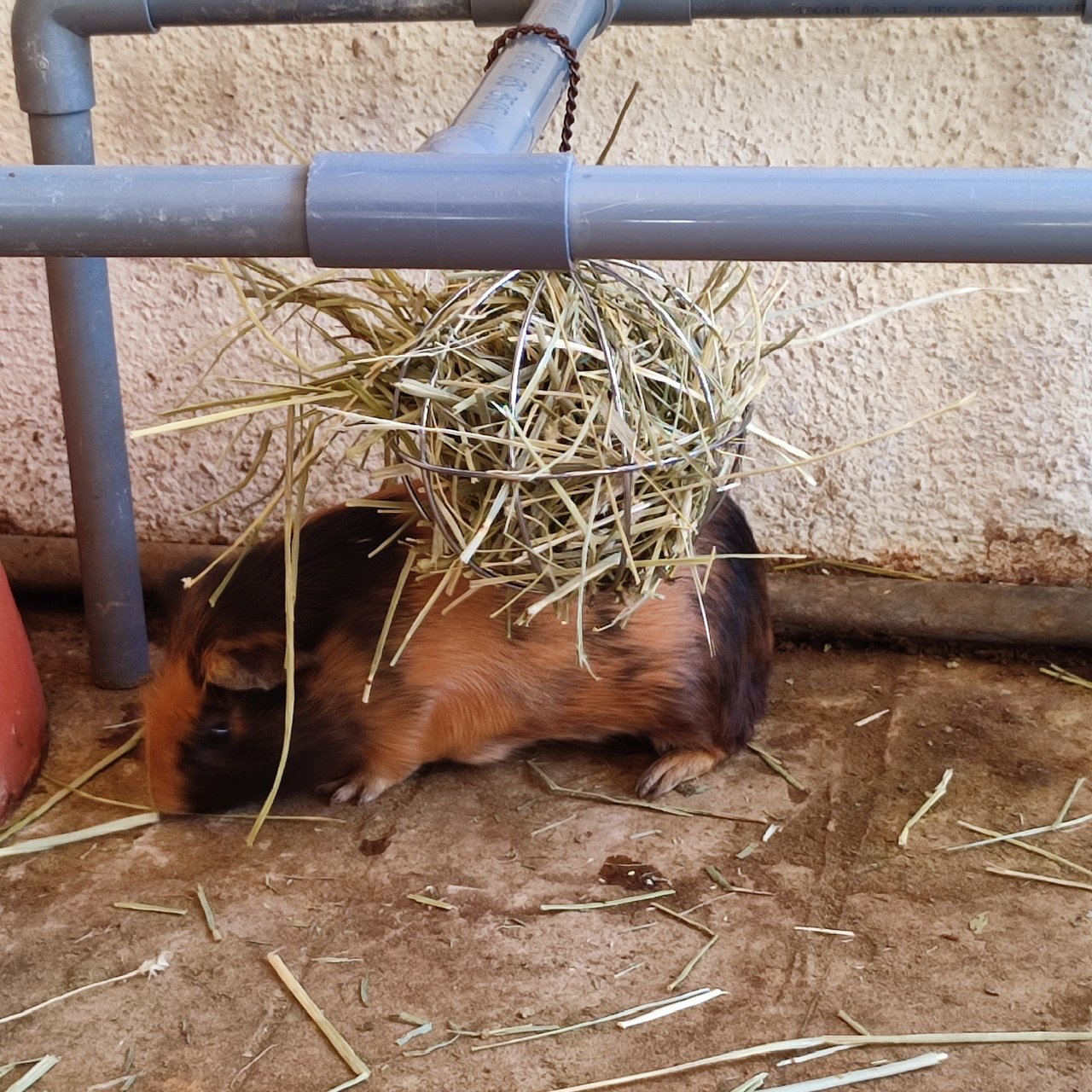 PF132306 - Guinea Pig Small & Furry