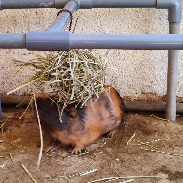 PF132306 - Guinea Pig Small & Furry