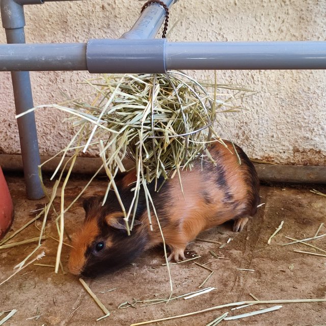 PF132306 - Guinea Pig Small & Furry