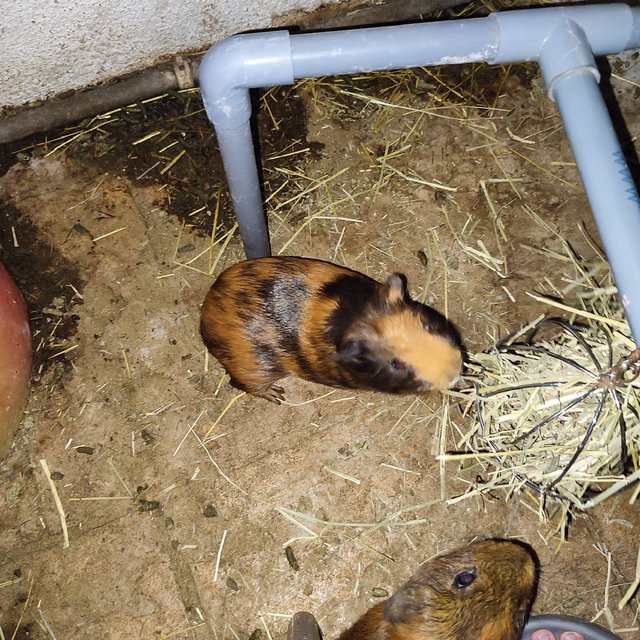 PF132306 - Guinea Pig Small & Furry