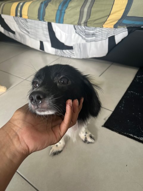 Meimei - Dachshund + Chihuahua Dog