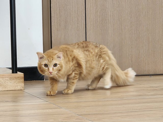 Biscoff - Domestic Medium Hair + American Shorthair Cat