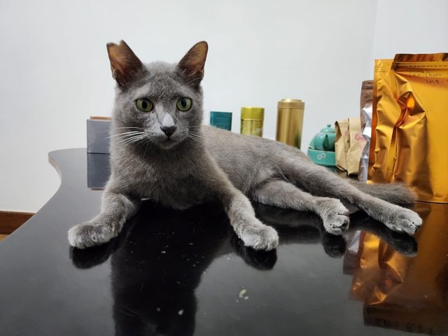 Bilo - Russian Blue + Domestic Short Hair Cat