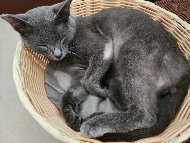 Bilo - Russian Blue + Domestic Short Hair Cat